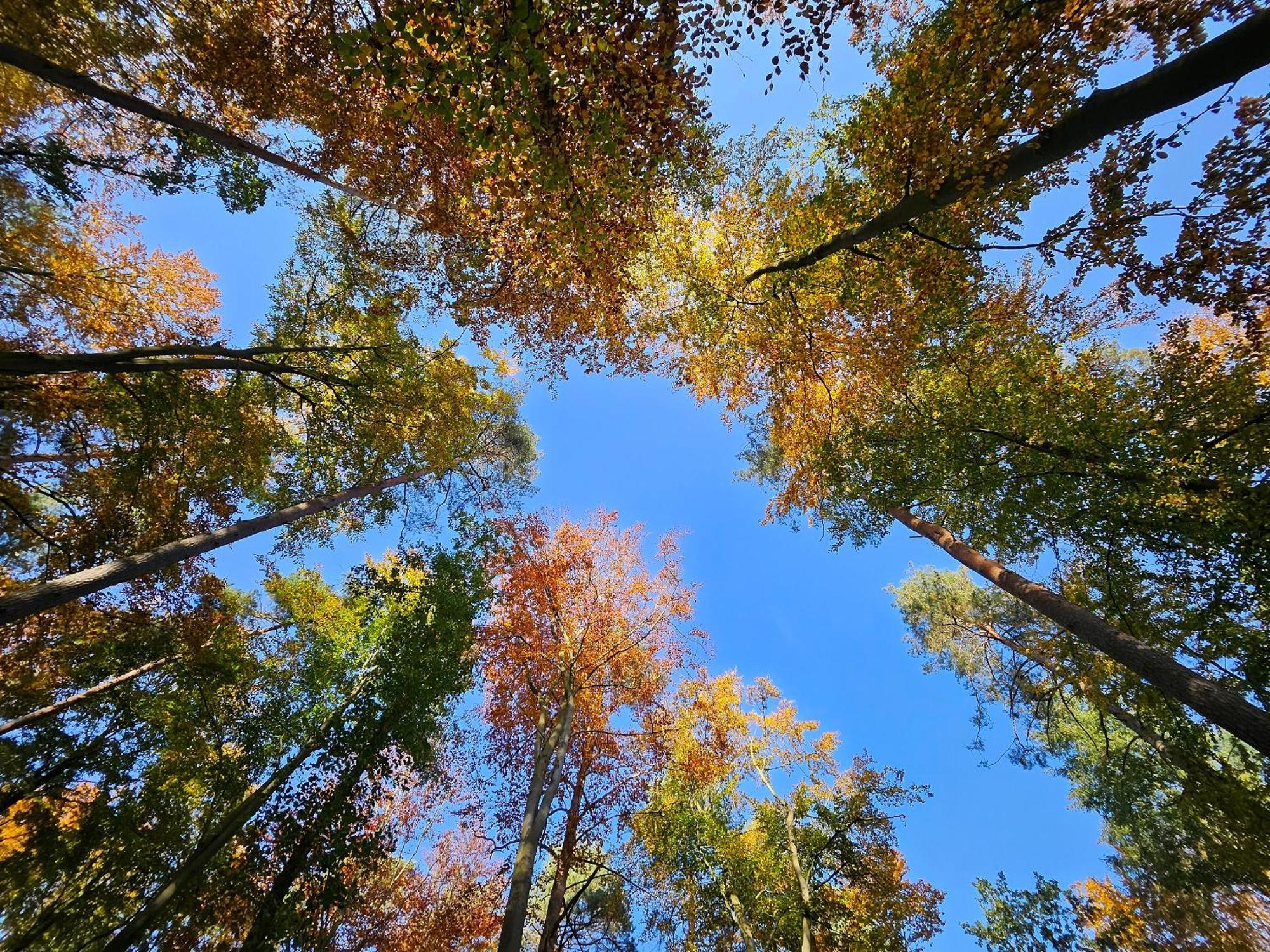 Fewo Am Wald Boek Kültér fotó